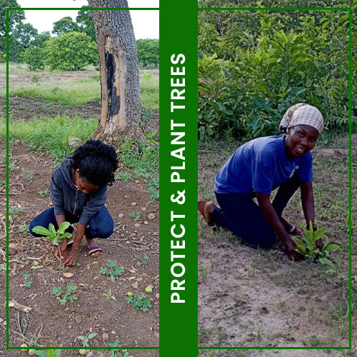 Tree Planting
